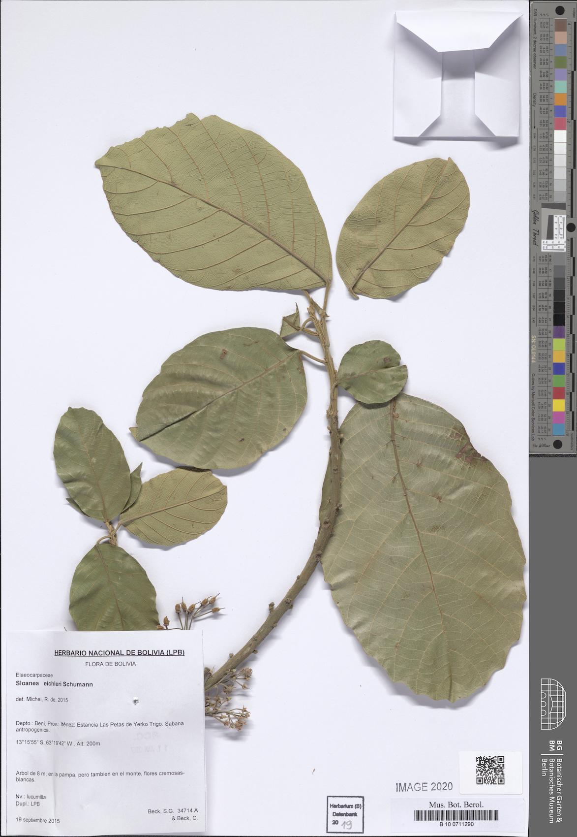 Sloanea eichleri (Eichler burrwood) — photo