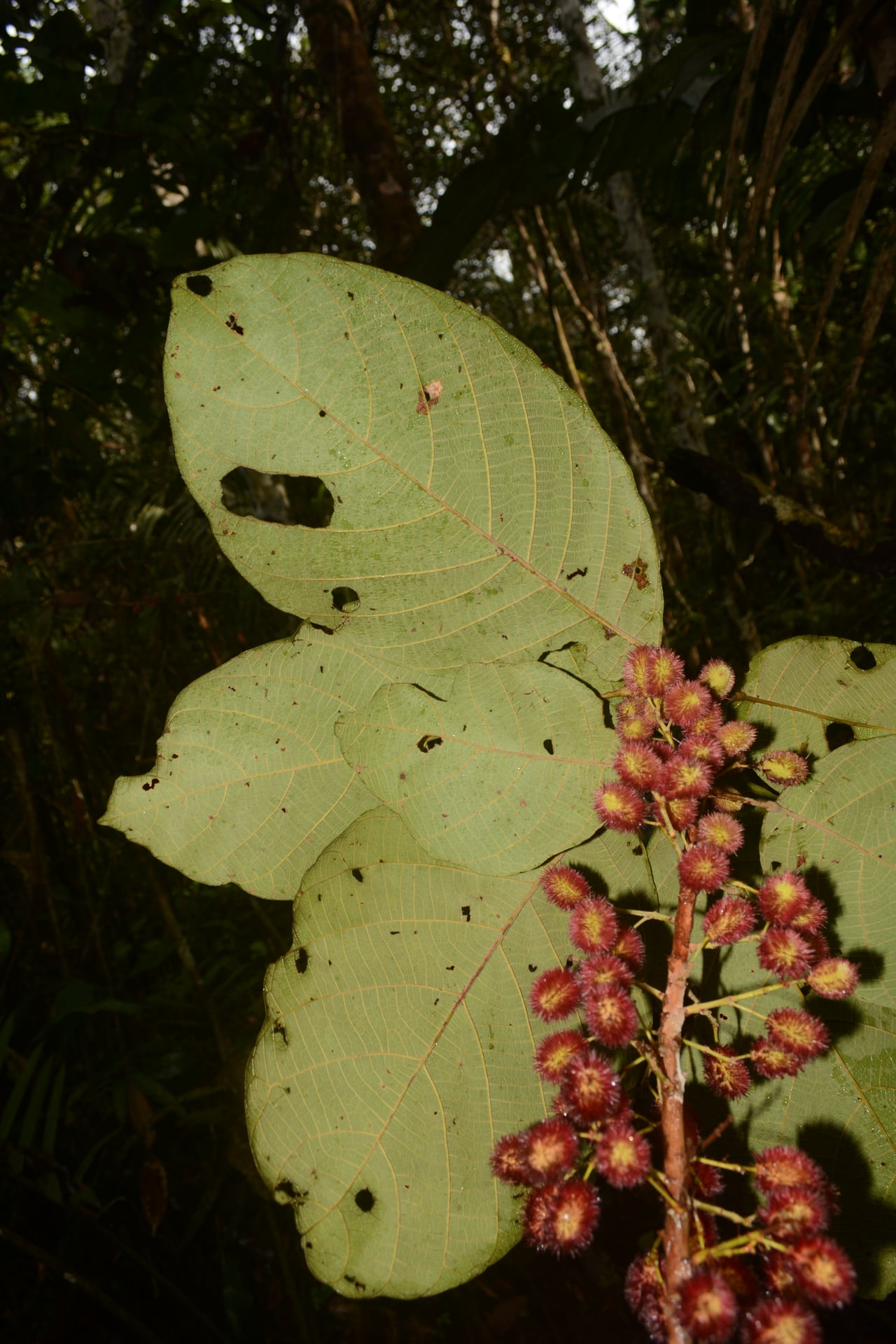 Sloanea eichleri
