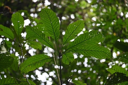 Sloanea grandiflora — photo