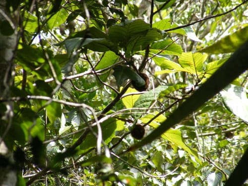 Sloanea jamaicensis — photo