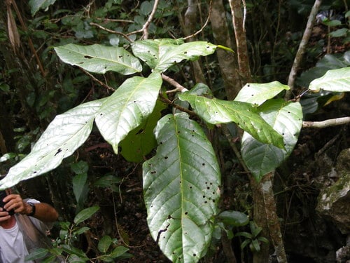 Sloanea jamaicensis