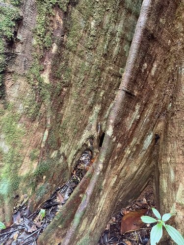 Sloanea laurifolia — photo