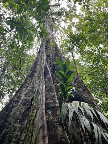 Sloanea laurifolia — photo