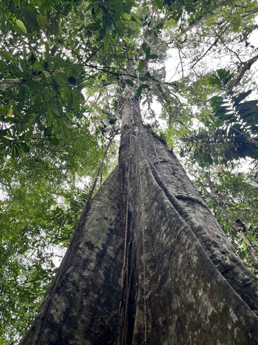 Sloanea laurifolia