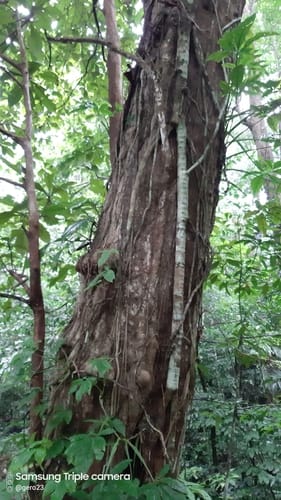 Sloanea medusula (Abrojo burrwood) — photo