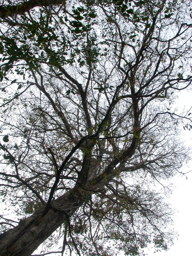 Sloanea medusula