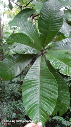 Sloanea medusula (Abrojo burrwood) — photo