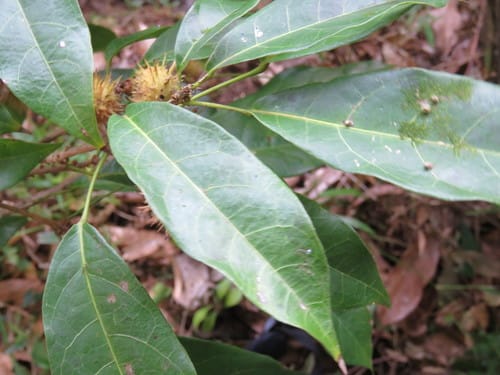 Sloanea petenensis (Peten burrwood) — photo