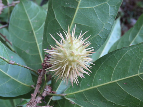 Sloanea petenensis