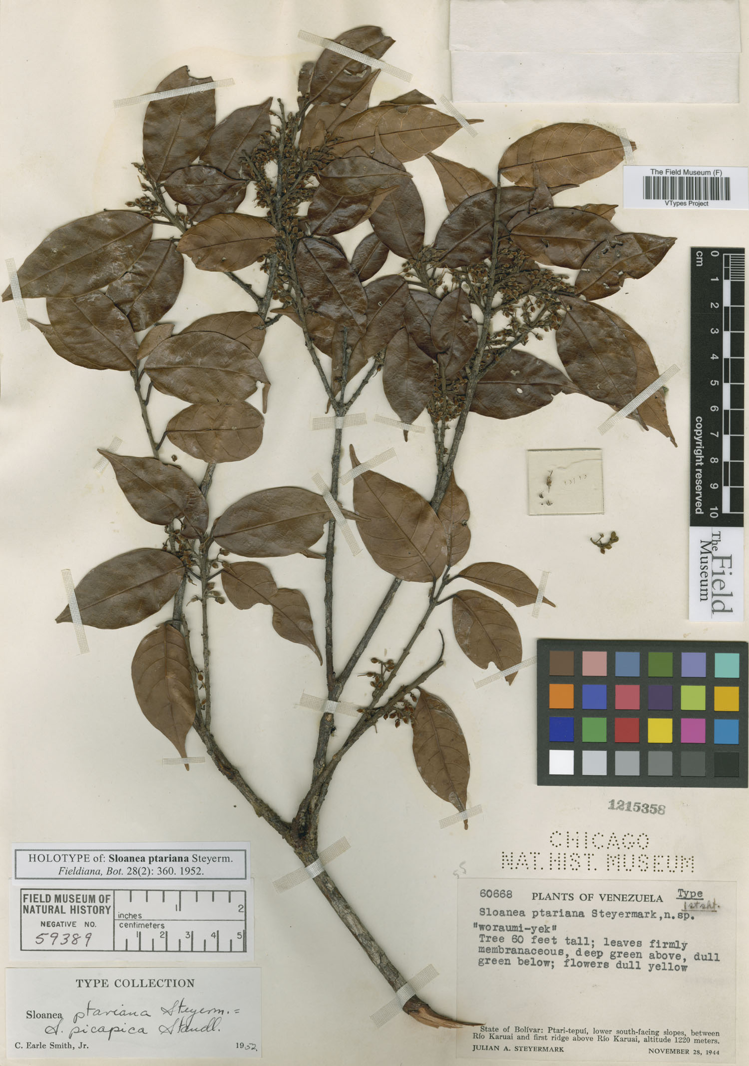 Sloanea ptariana (Picapica burrwood) — photo