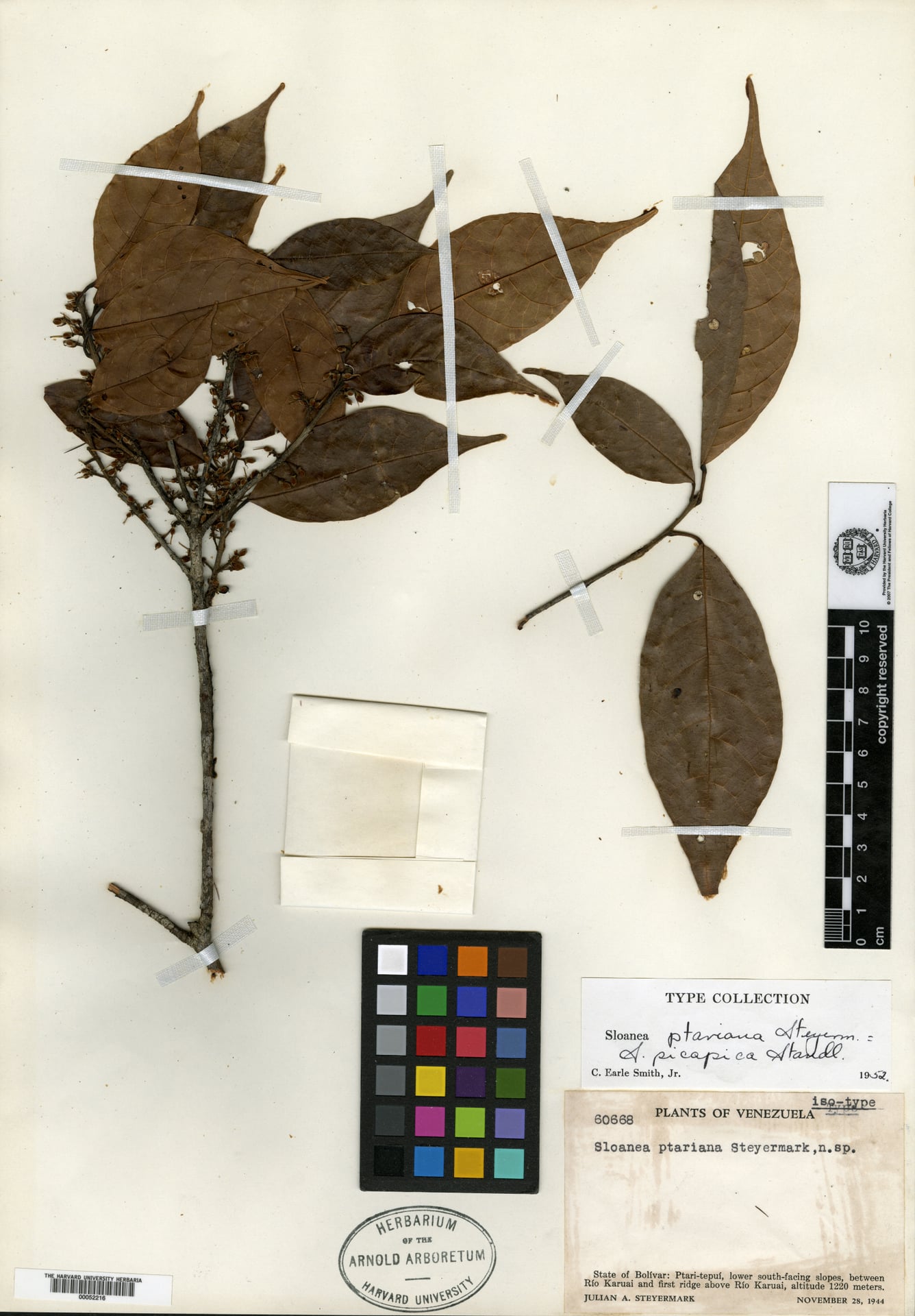 Sloanea ptariana (Picapica burrwood) — photo