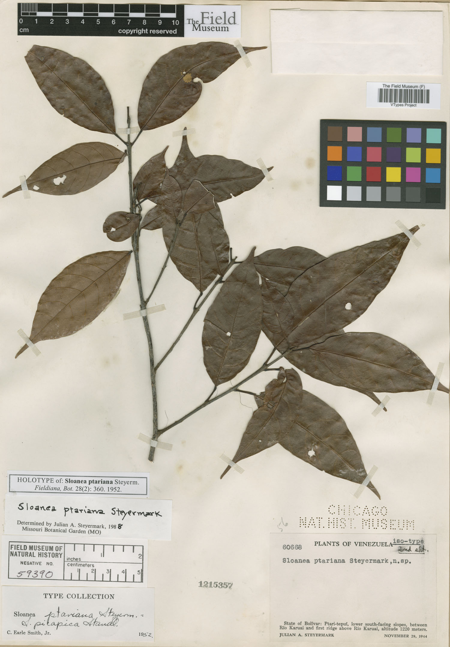 Sloanea ptariana