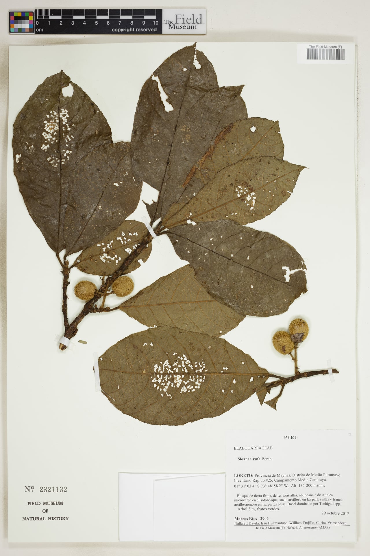 Sloanea rufa (Rusty burrwood) — photo