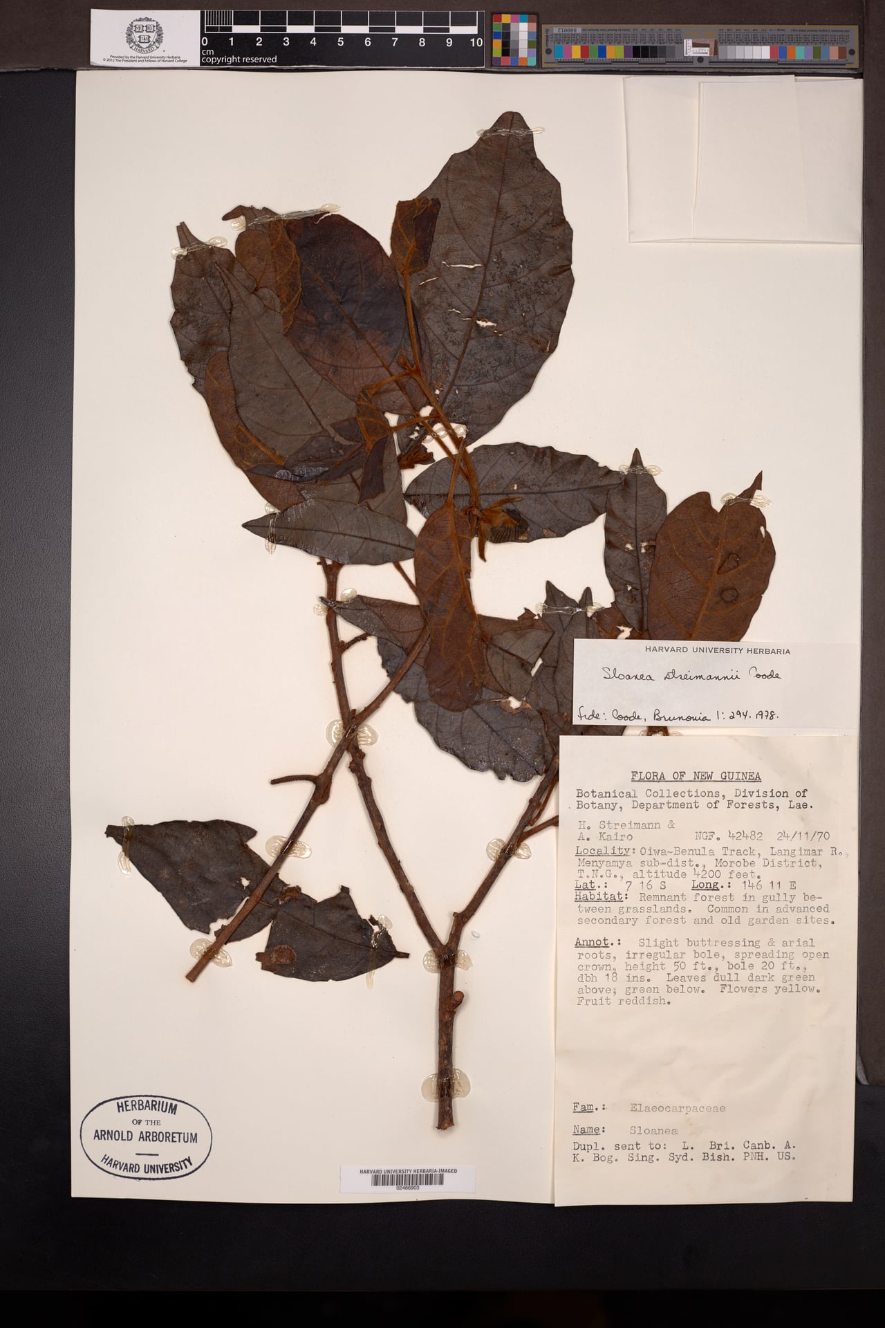 Sloanea streimannii — photo