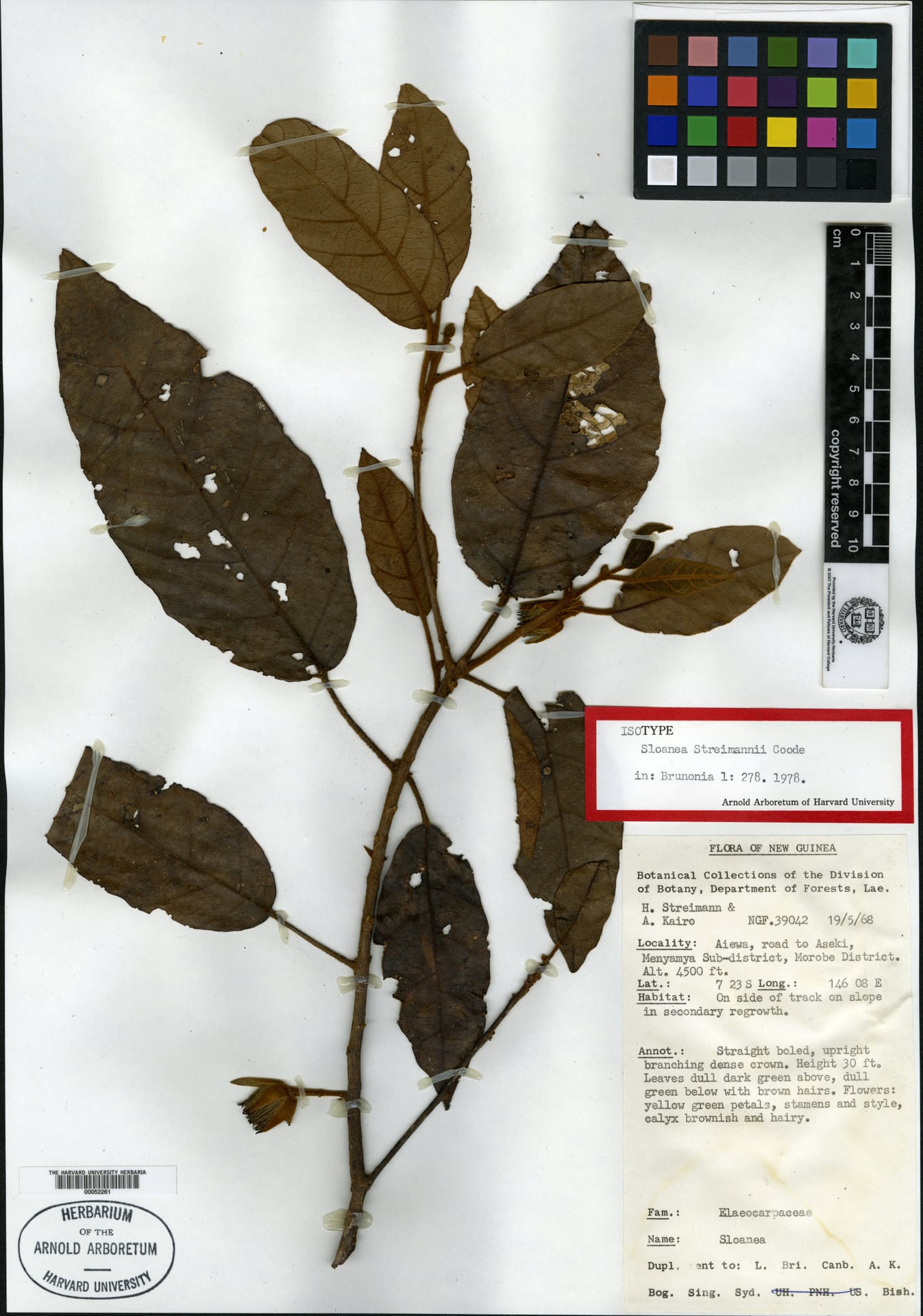 Sloanea streimannii — photo