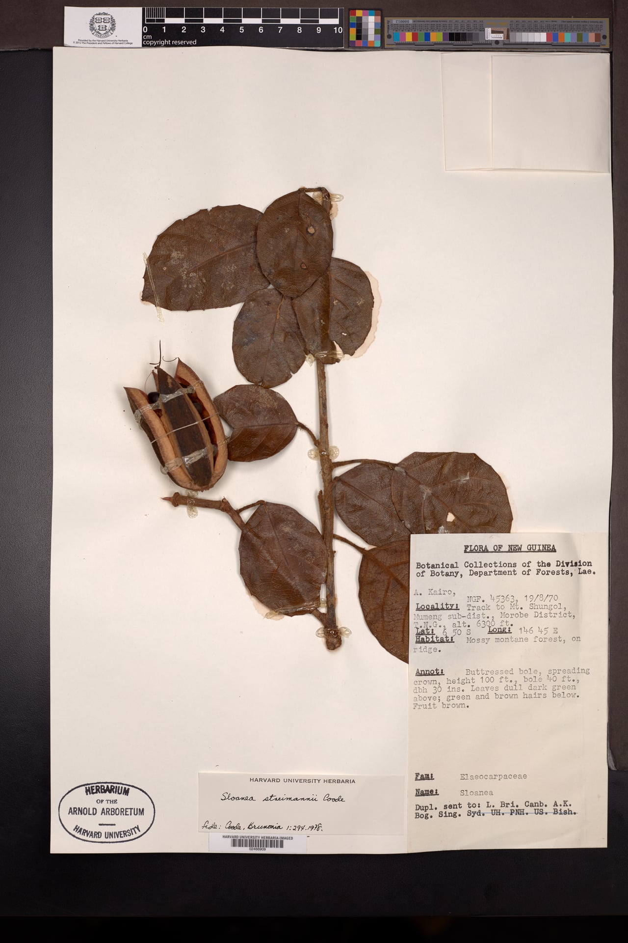 Sloanea streimannii