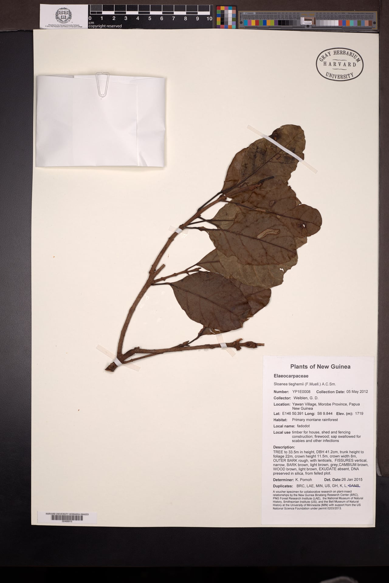 Sloanea tieghemii — photo