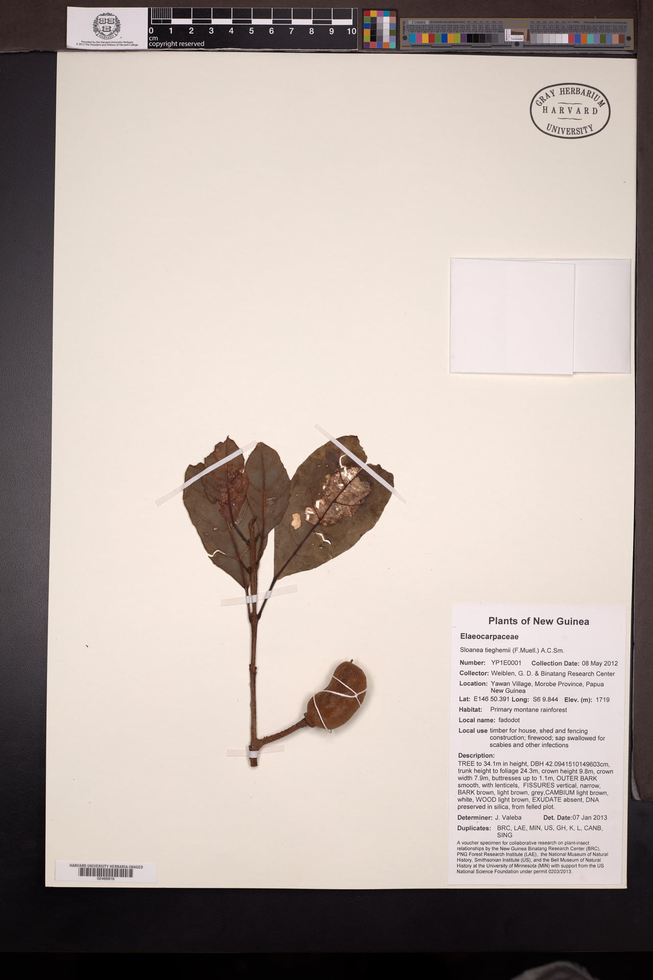 Sloanea tieghemii — photo