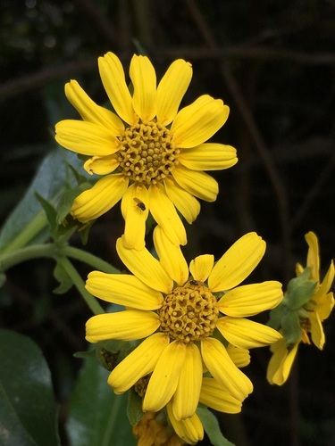 Smallanthus fruticosus