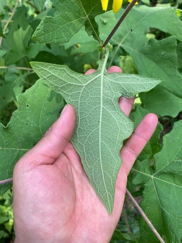 Smallanthus maculatus — photo