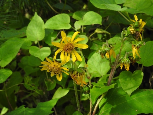 Smallanthus maculatus