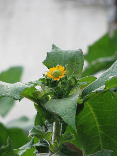 Smallanthus sonchifolius (Yacon) — photo