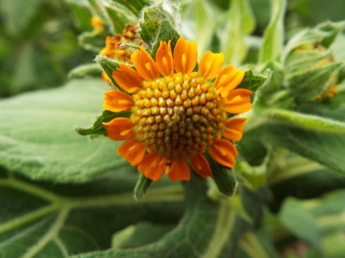 Smallanthus sonchifolius