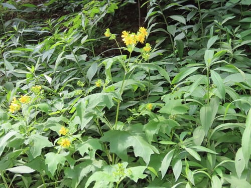 Smallanthus uvedalia (Yellow-flowered leaf-cup) — photo