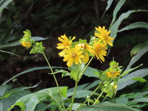 Smallanthus uvedalia (Yellow-flowered leaf-cup) — photo