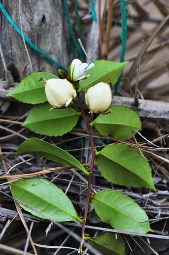 Smeathmannia laevigata