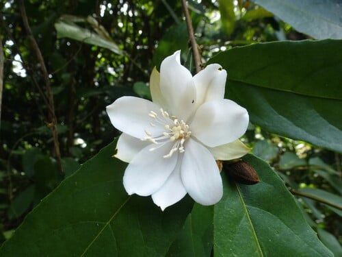 Smeathmannia pubescens