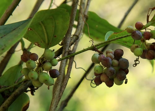Smilax anceps (Leg-ripper) — photo