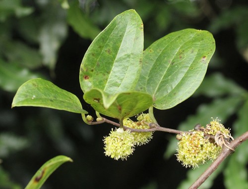 Smilax anceps