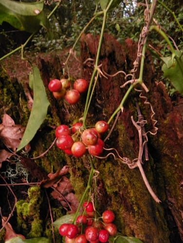 Smilax aristolochiifolia (Mexican sarsaparilla) — photo