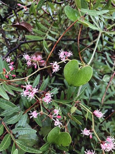 Smilax aspera (Wild sarsaparilla) — photo