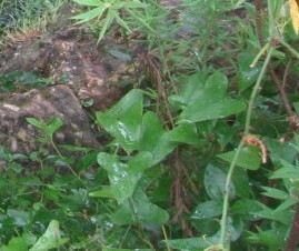 Smilax aspera (Wild sarsaparilla) — photo