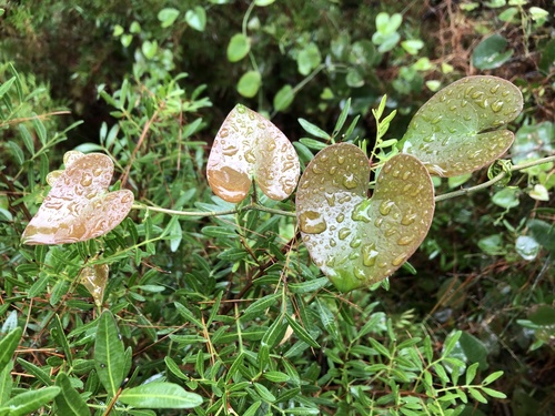 Smilax aspera