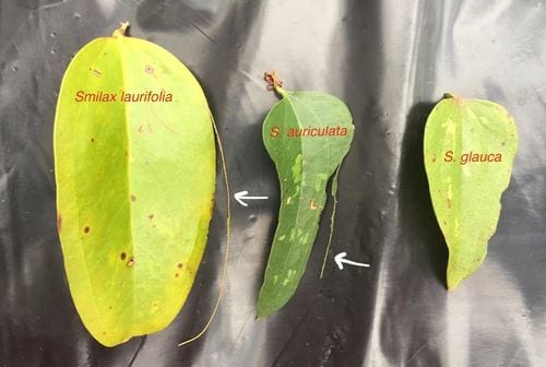 Smilax auriculata (Earleaf greenbrier) — photo