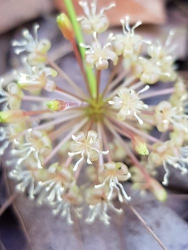 Smilax australis (False sarsparilla) — photo