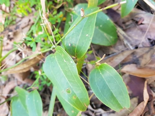Smilax australis (False sarsparilla) — photo