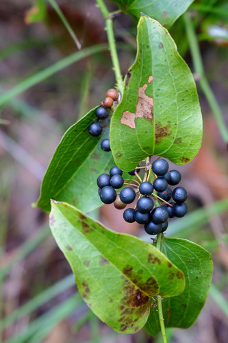 Smilax australis