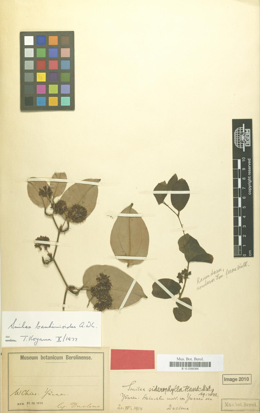 Smilax bauhinioides