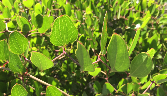 Smilax beyrichii — photo