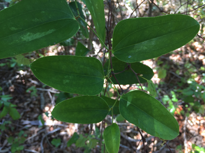 Smilax beyrichii