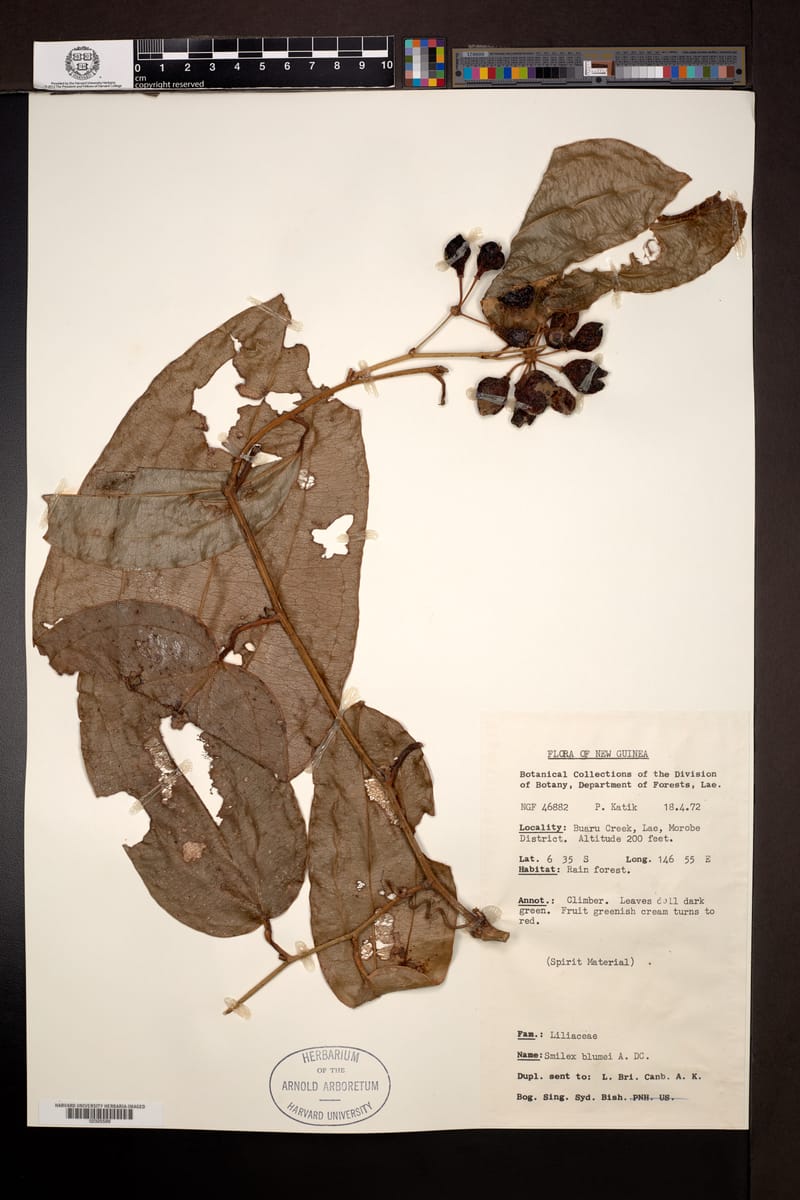 Smilax blumei — photo