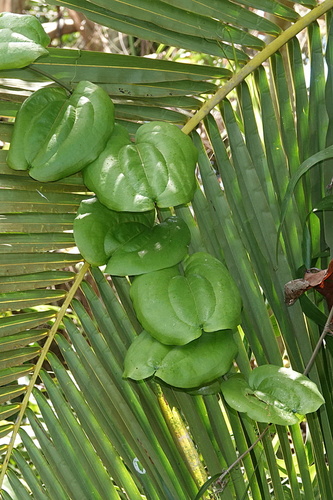Smilax blumei