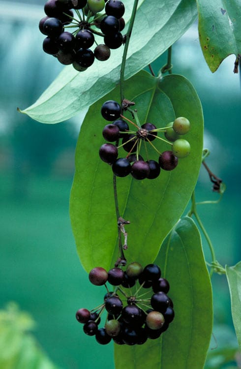 Smilax blumei — photo