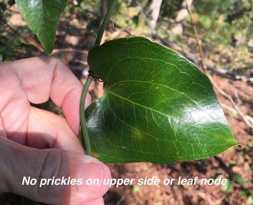 Smilax bona-nox (Bullbrier) — photo