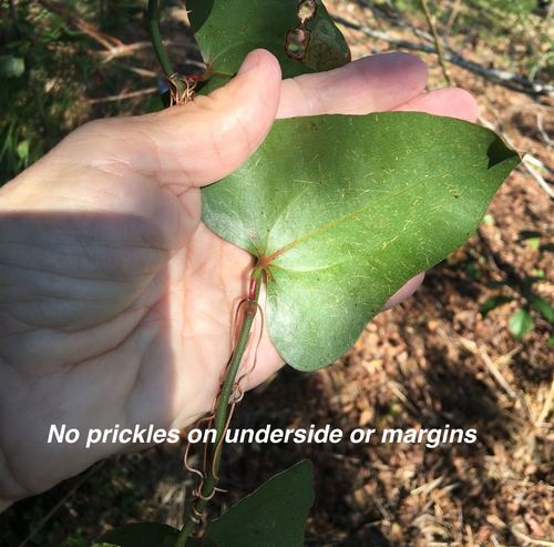 Smilax bona-nox (Bullbrier) — photo