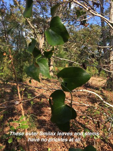 Smilax bona-nox